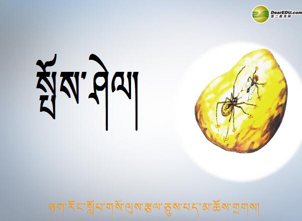 小学五年级下学期藏语文第十七课《琥珀》课件