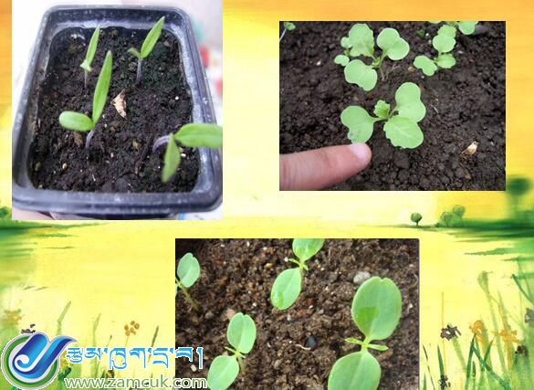 五年级第一学期科学《土壤与植物的生长》课件 (2).jpg