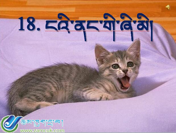 墨竹贡嘎县尼江乡小学四年级年级上学期藏语文《我家的猫》课件 (2).jpg