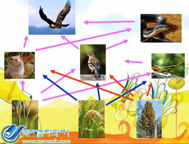 普兰县小学六年级上学期科学《食物链》课件 (2).jpg