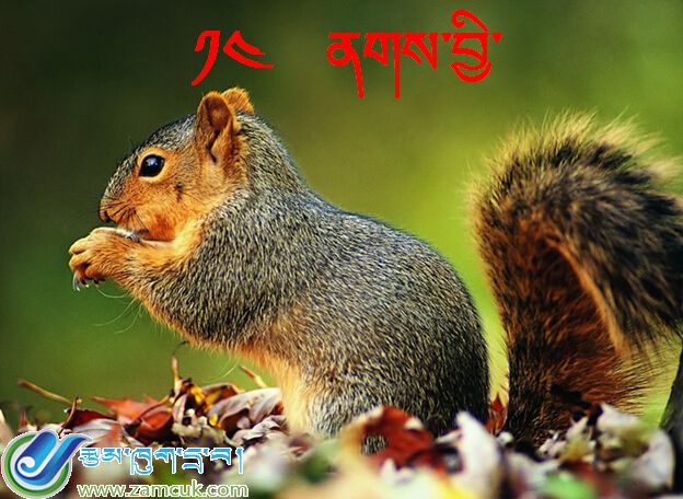 小学六年级上学期藏语文《松鼠》课件