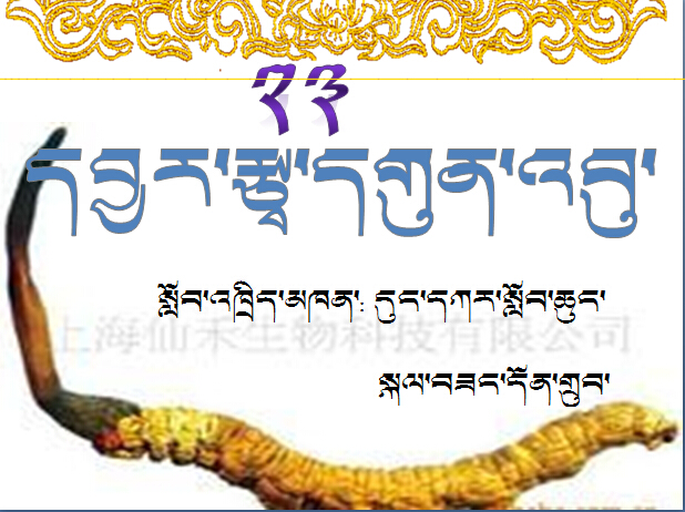 小学三年级藏文上册课件《冬虫夏草》