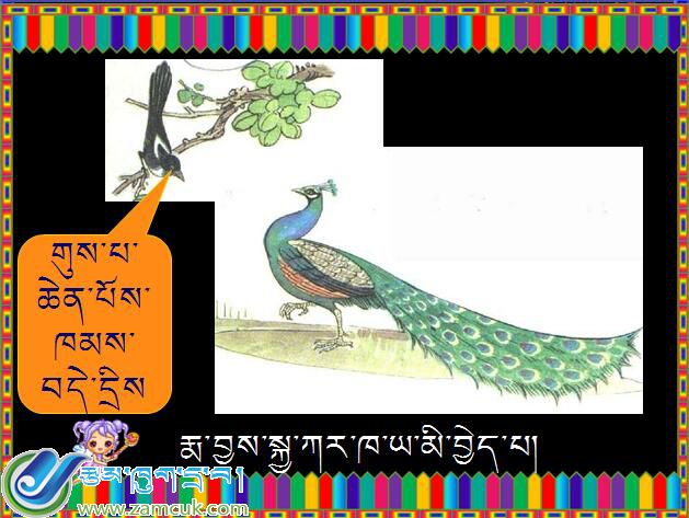 小学三年级上学期藏语文《骄傲的孔雀》课件 (3).jpg