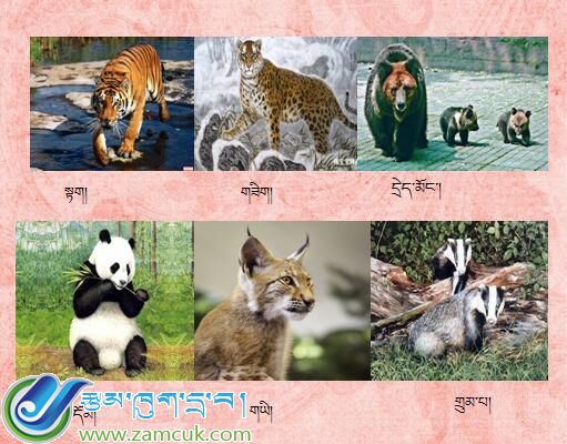 山南措美县措美镇完小三年级上学期藏语文上册《动物名称》课件 (2).jpg