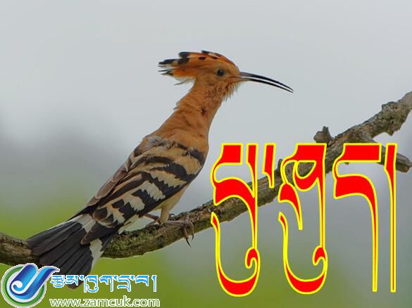 洛扎县扎日乡三年级上学期藏语文《鸟类》课件 (3).jpg