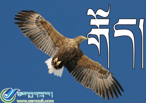 洛扎县扎日乡三年级上学期藏语文《鸟类》课件 (2).jpg